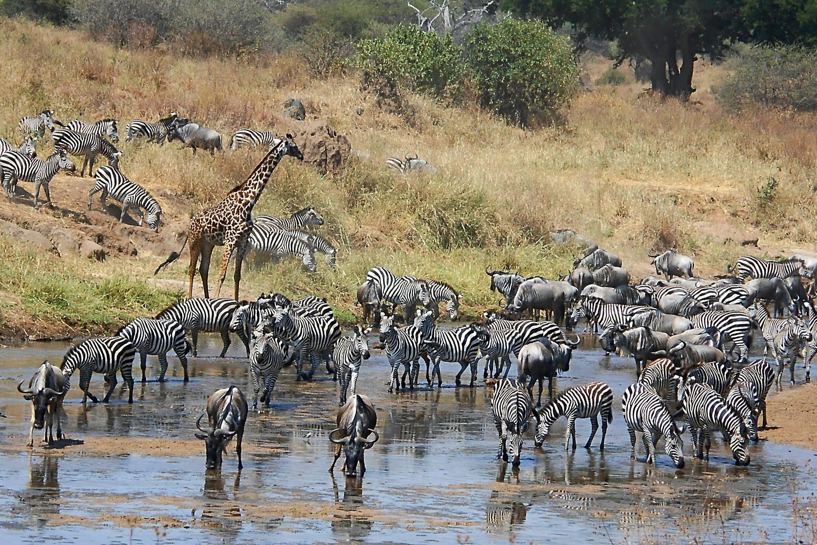 A herd of zebras and a giraffe near a water body in a grassy landscape.
