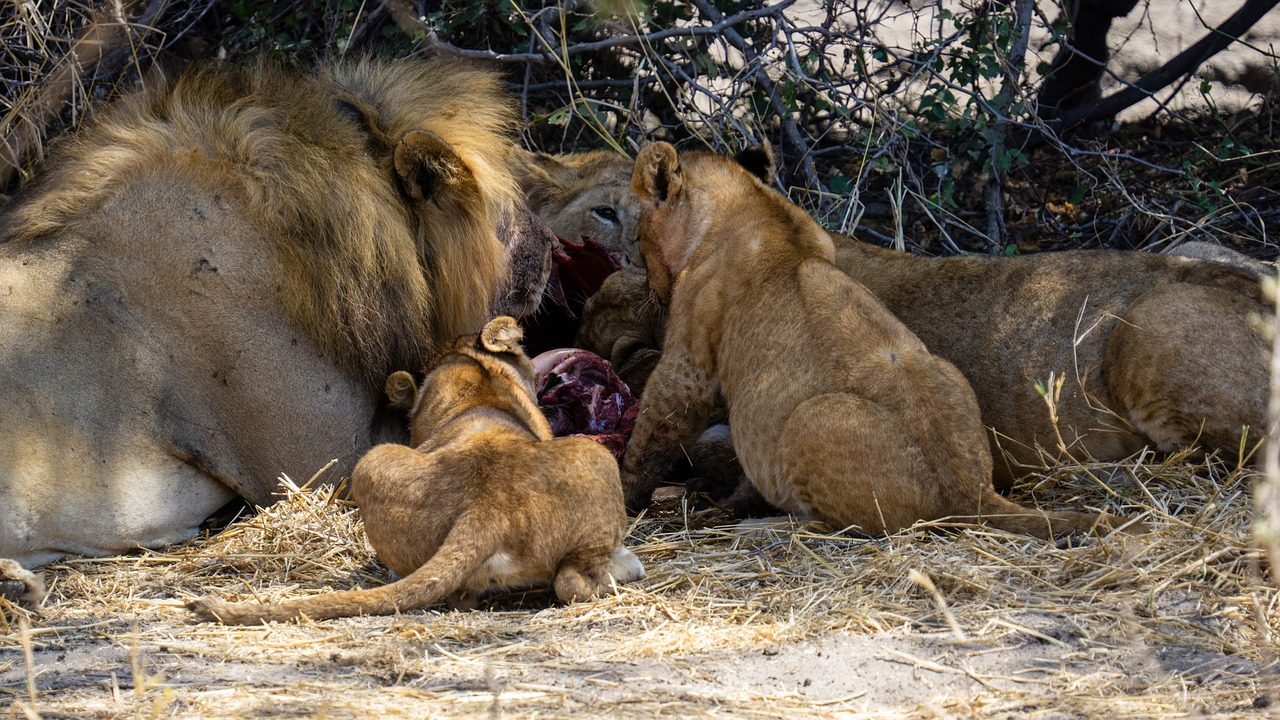 Tanzania Honeymoon Safari | 10-Day Luxury Wildlife & Romance Package