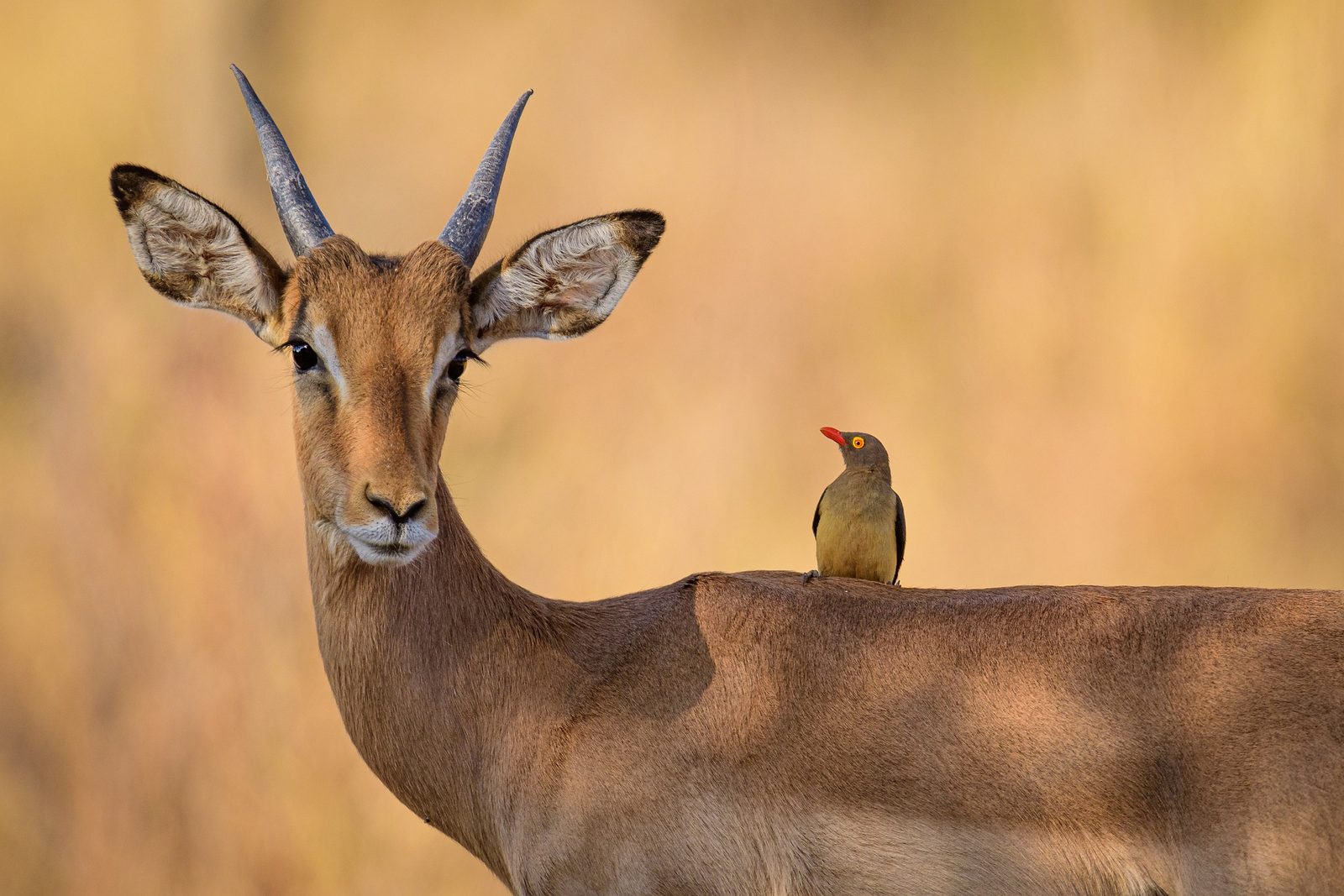 Northern Tanzania Safari 3 Days | Manyara, Tarangire & Ngorongoro