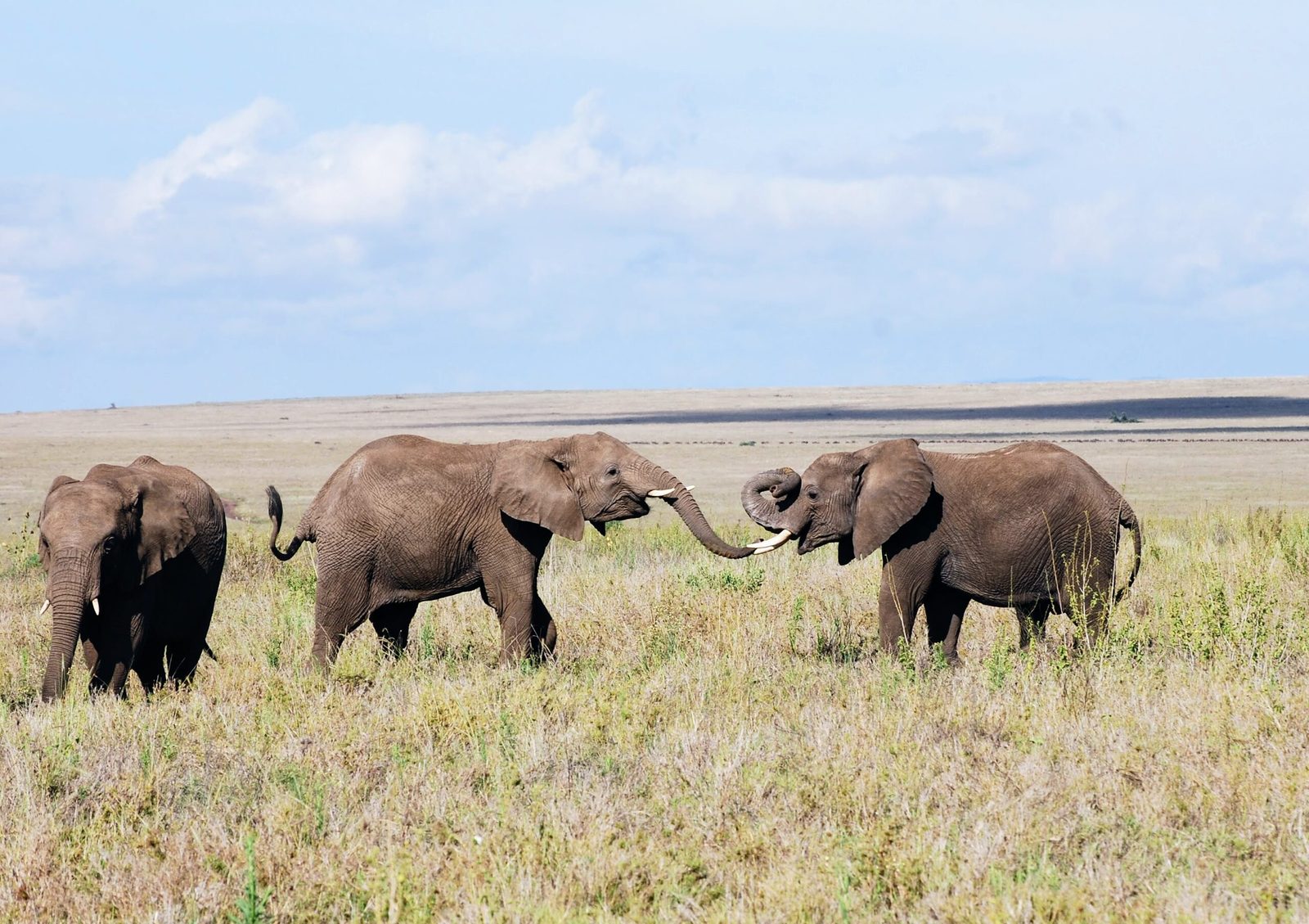 A group of elephants interacting in a grassy field under a blue sky.