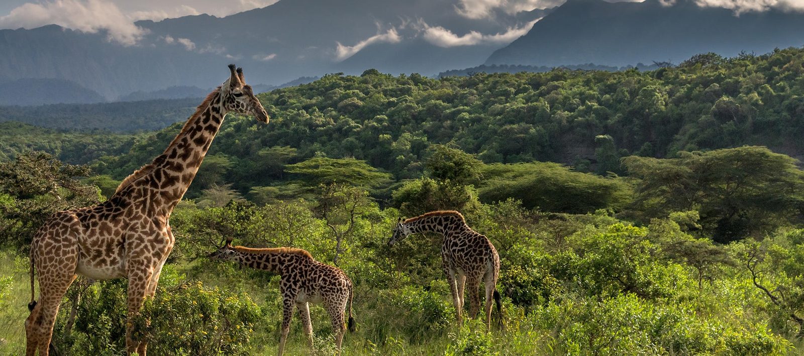 8 Day | Safari Adventure Wonders of Tanzania - Upmarket