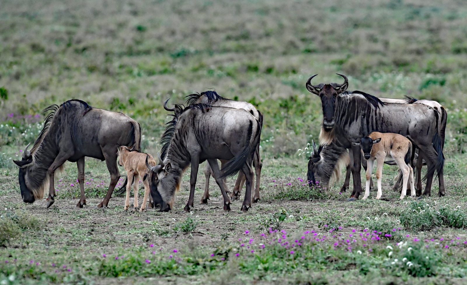 14 Day | Calving season Honeymoon Safari & Zanzibar Beach Escape – Moderate (Dec – Mar)