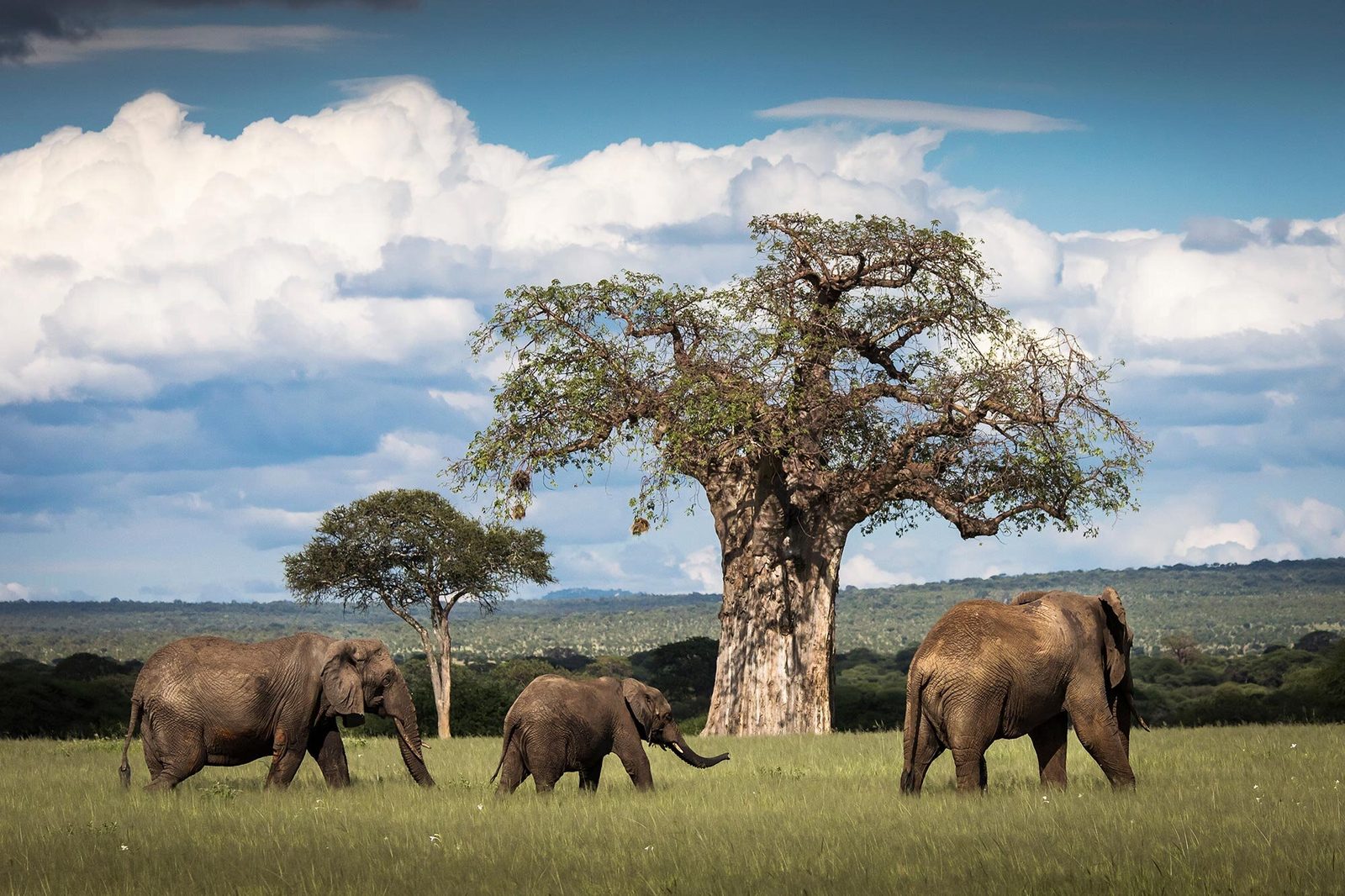 8-Day Signature Northern Tanzania Calving Safari – Moderate