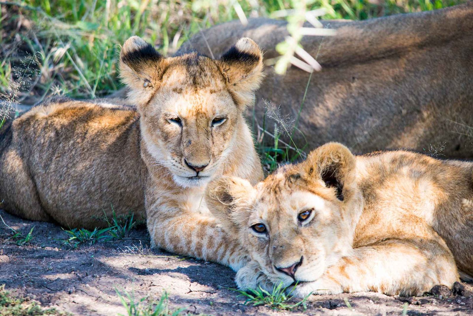 8 Days Tanzania Big Five Safari