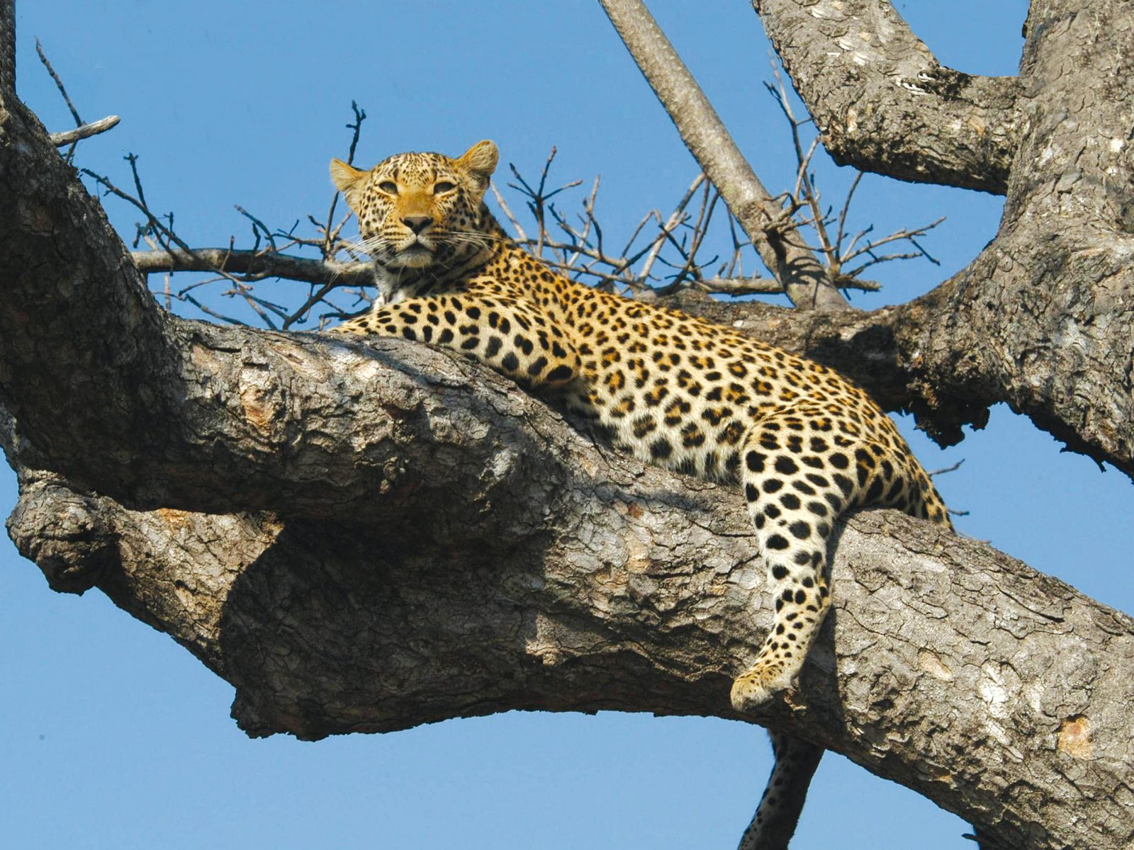 A leopard resting on a tree branch against a clear blue sky.