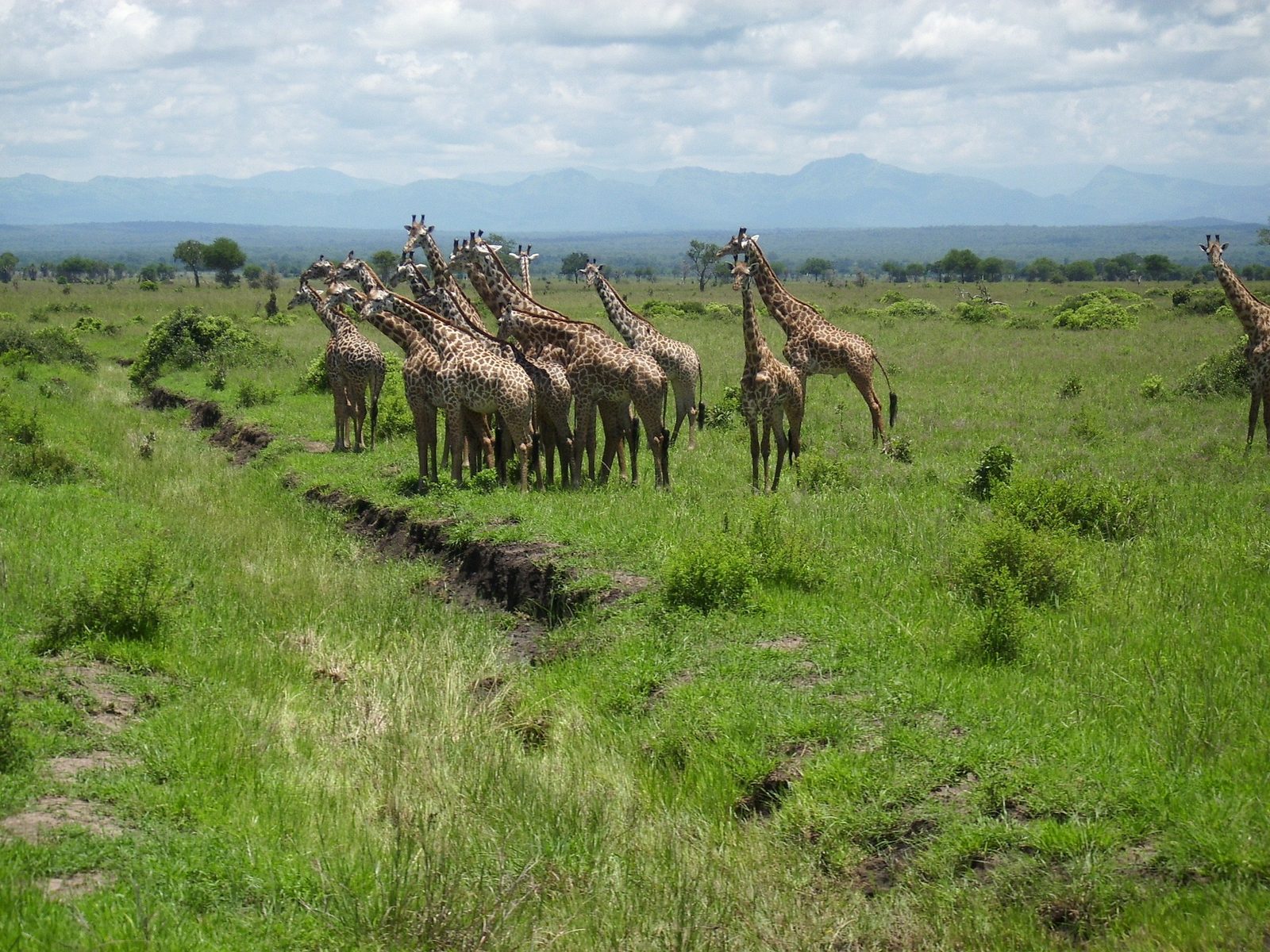 6 Days Southern Tanzania Safari