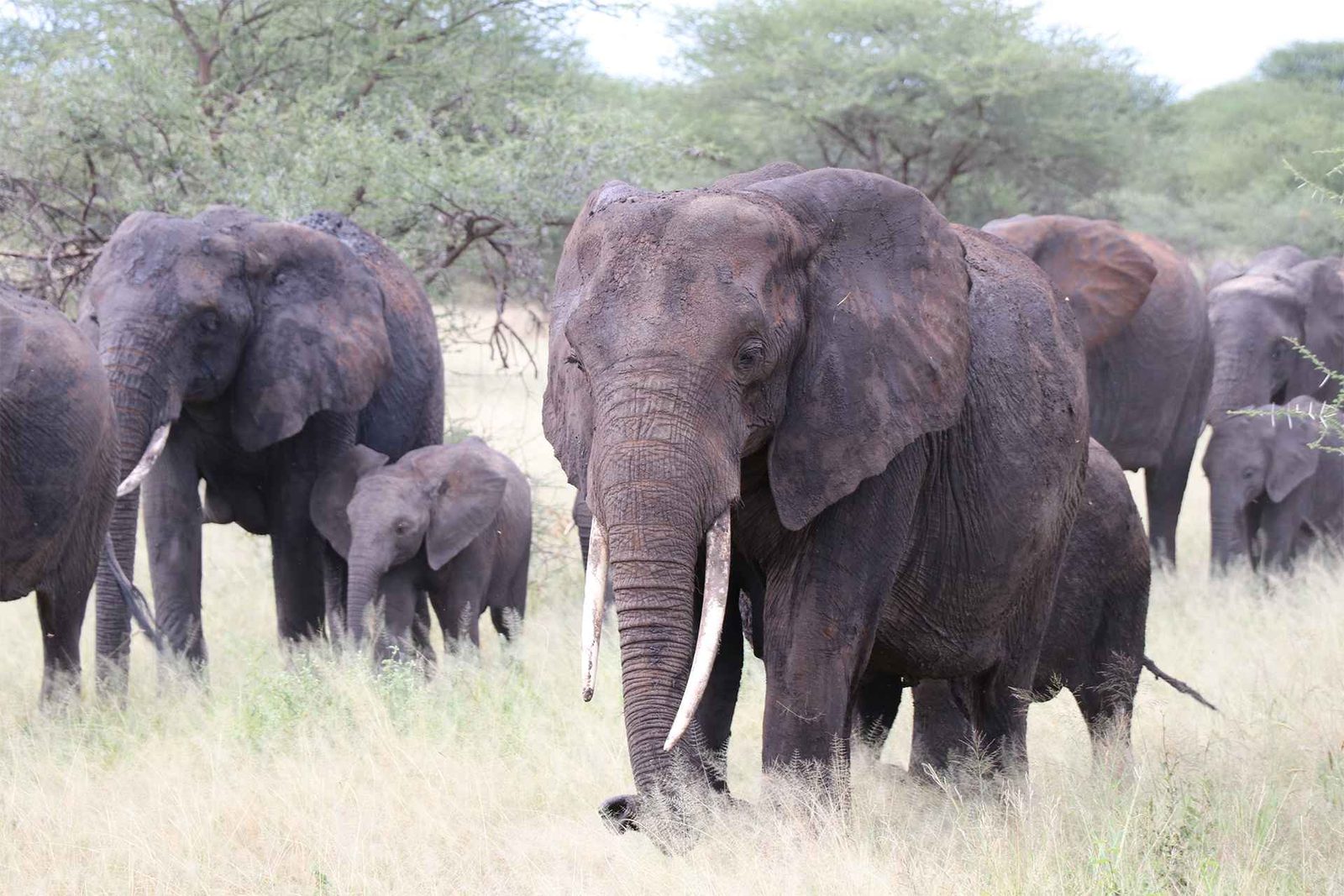 Tarangire