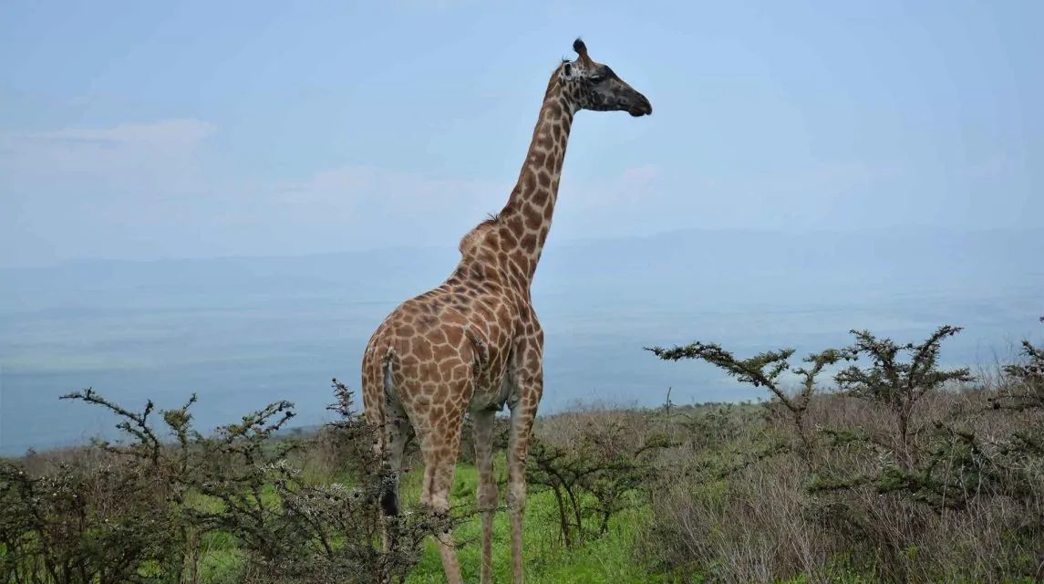 Arusha