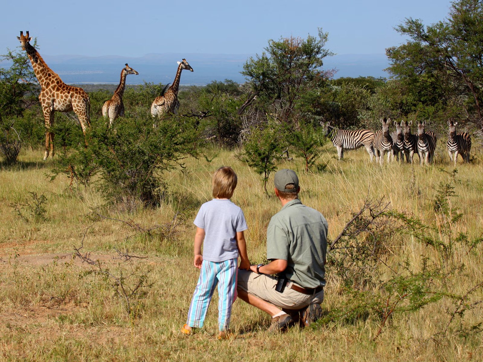 A man and a child observing giraffes and zebras in a grassy landscape.