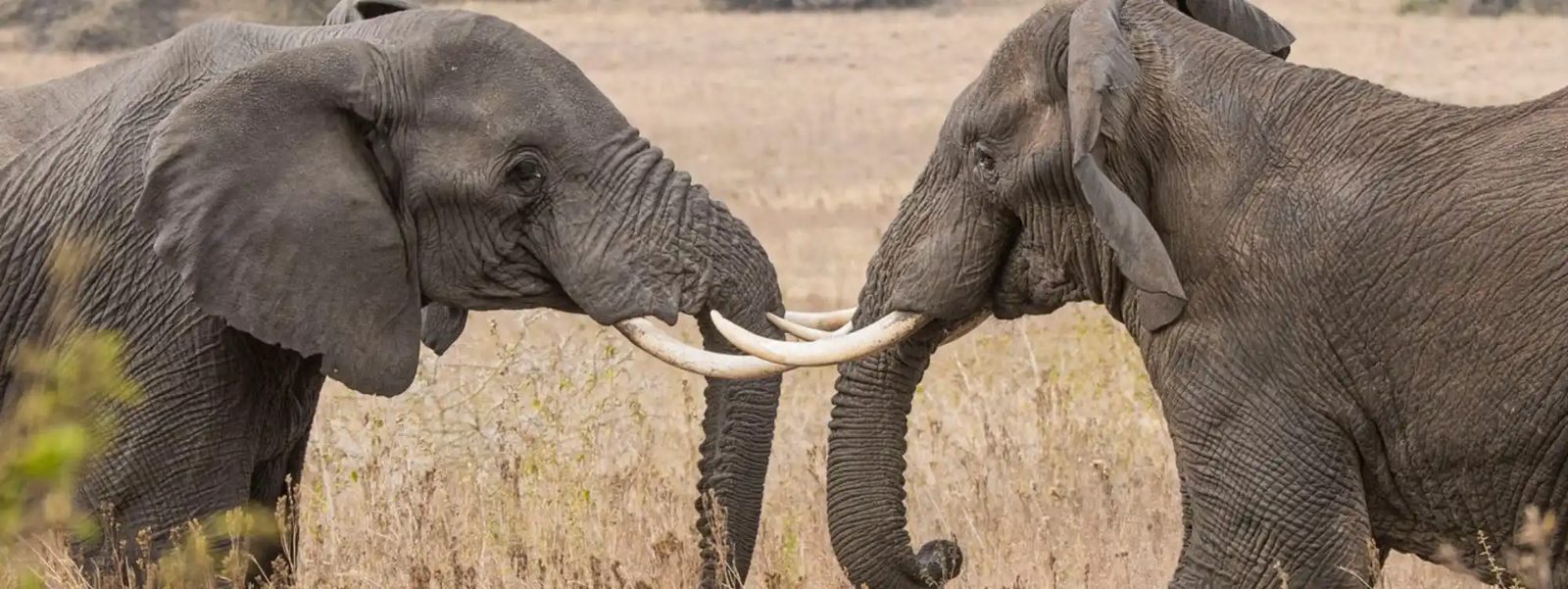 Honeymoon Magic: Tanzania Safari & Zanzibar Adventure