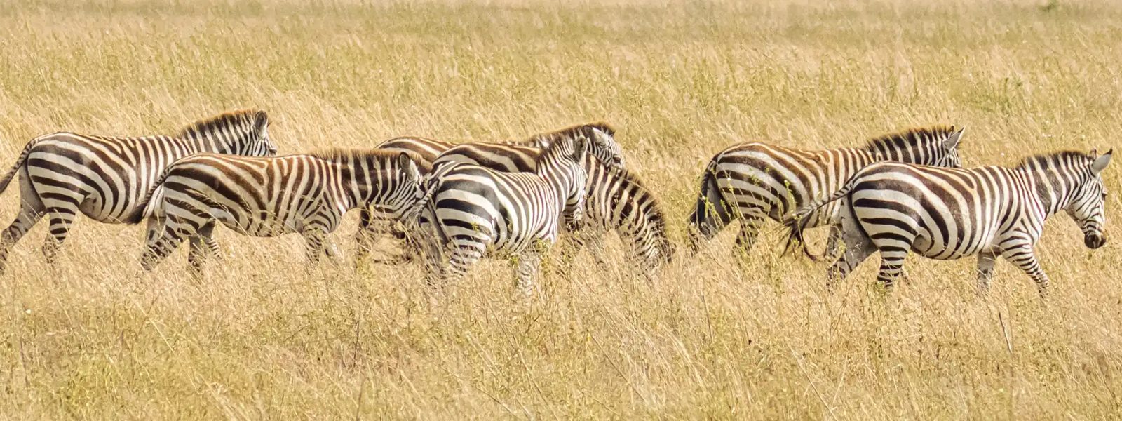 Quick Tanzania Safari: Experience & Explore