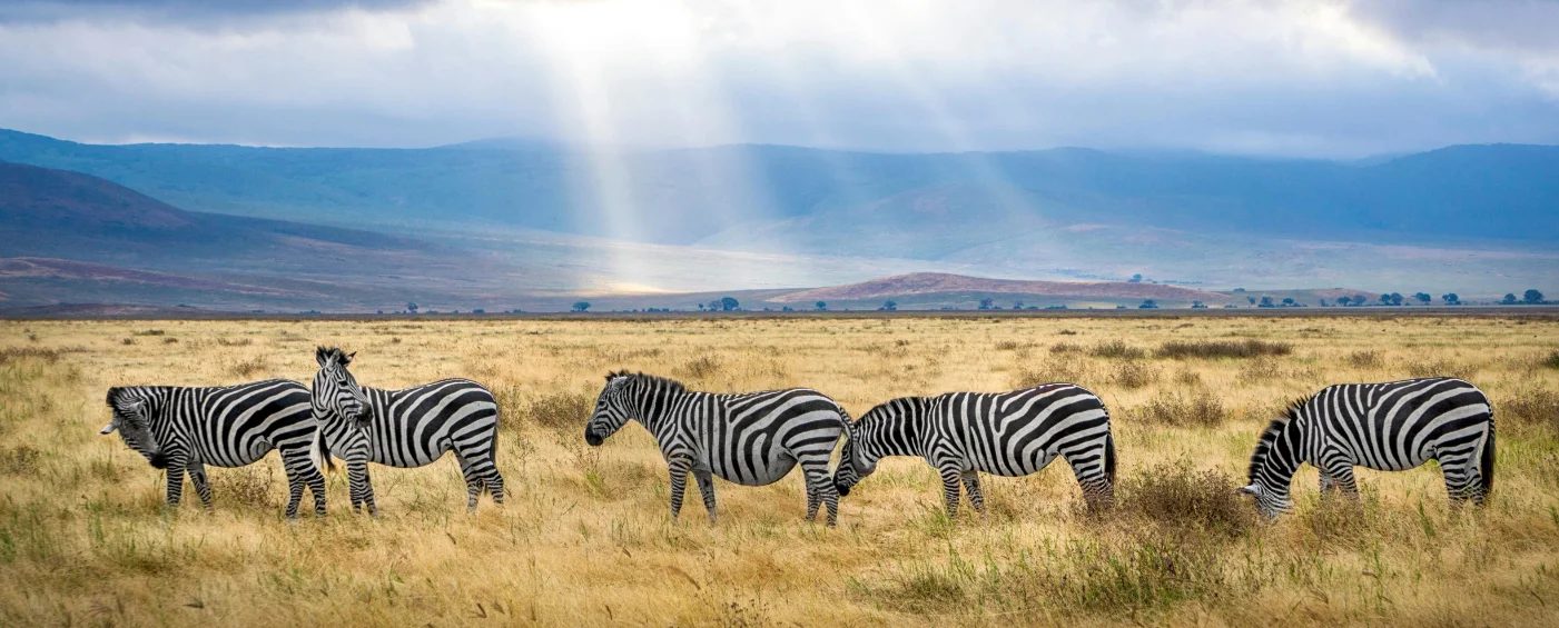 A group of zebras standing in a grassy field with mountains in the background and rays of light shining through the clouds.