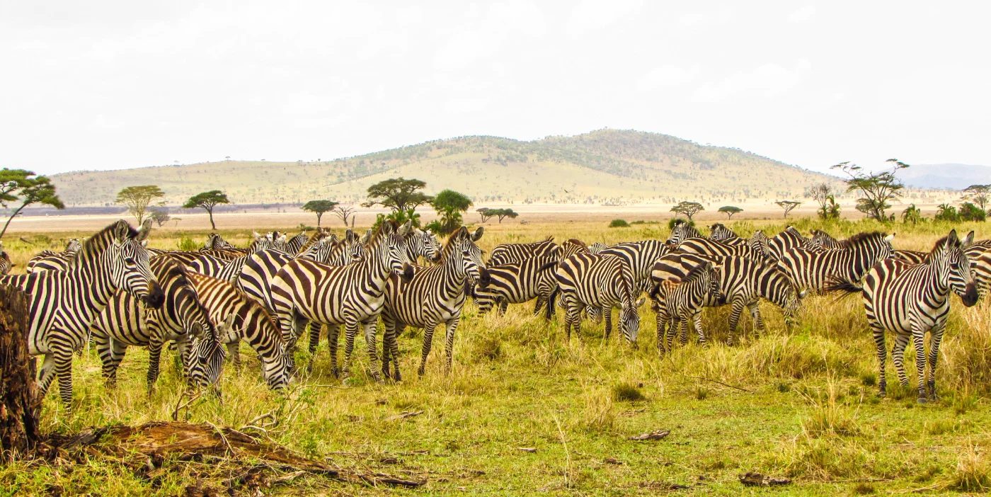 A herd of zebras standing in a grassy field with hills in the background.