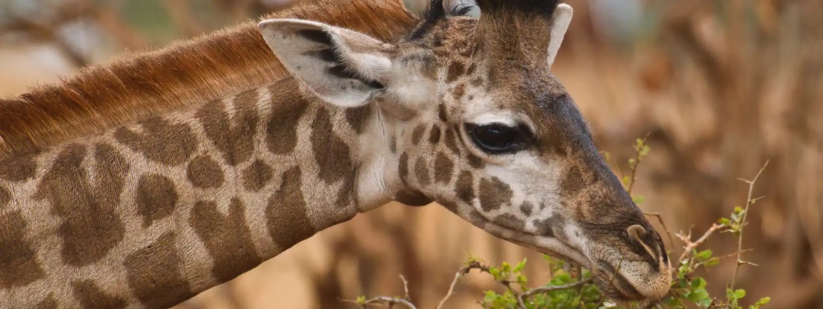 Tanzania Express Safari: All Northern Parks