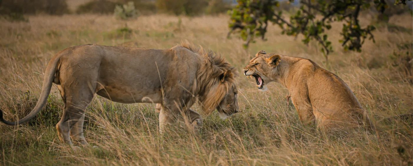 A lion and a lioness interacting in a grassy field.
