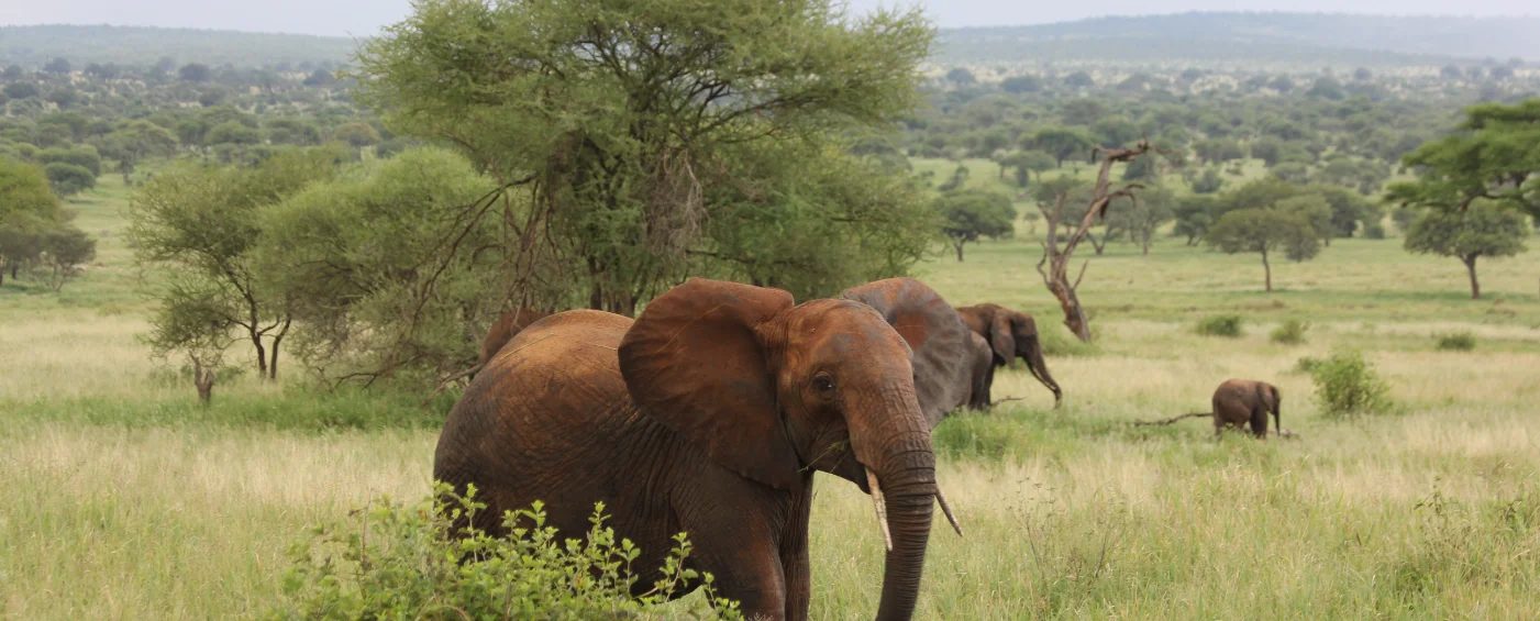 A group of elephants in a grassy landscape with trees in the background.