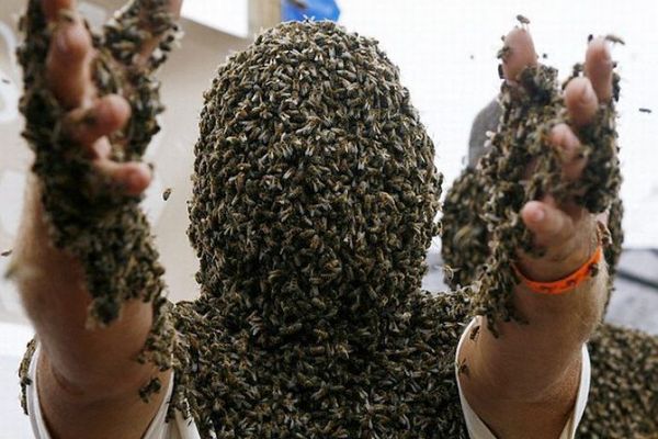 Пчелы-убийцы: миф или реальность?